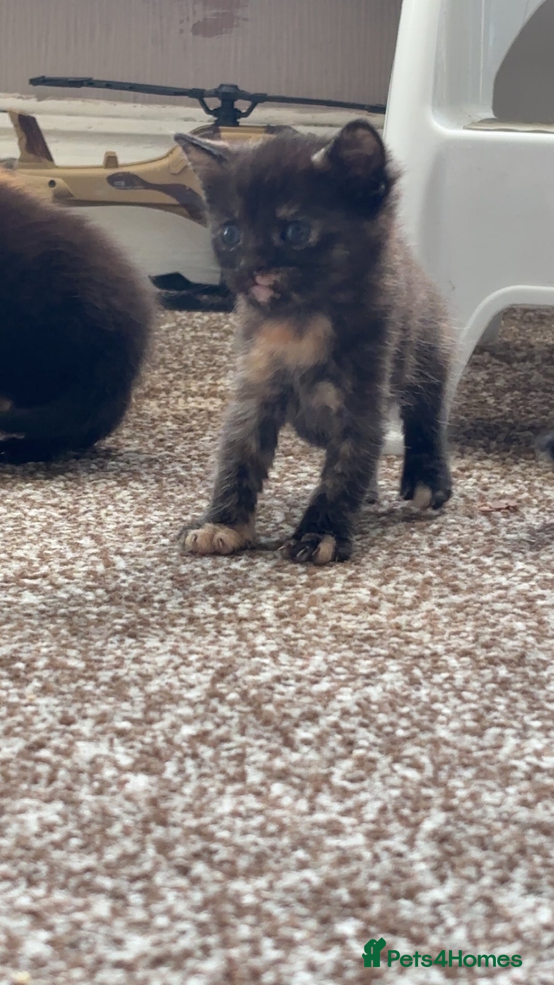 British Shorthair cats for sale: Beautiful litter of 5 kittens  - Image 4