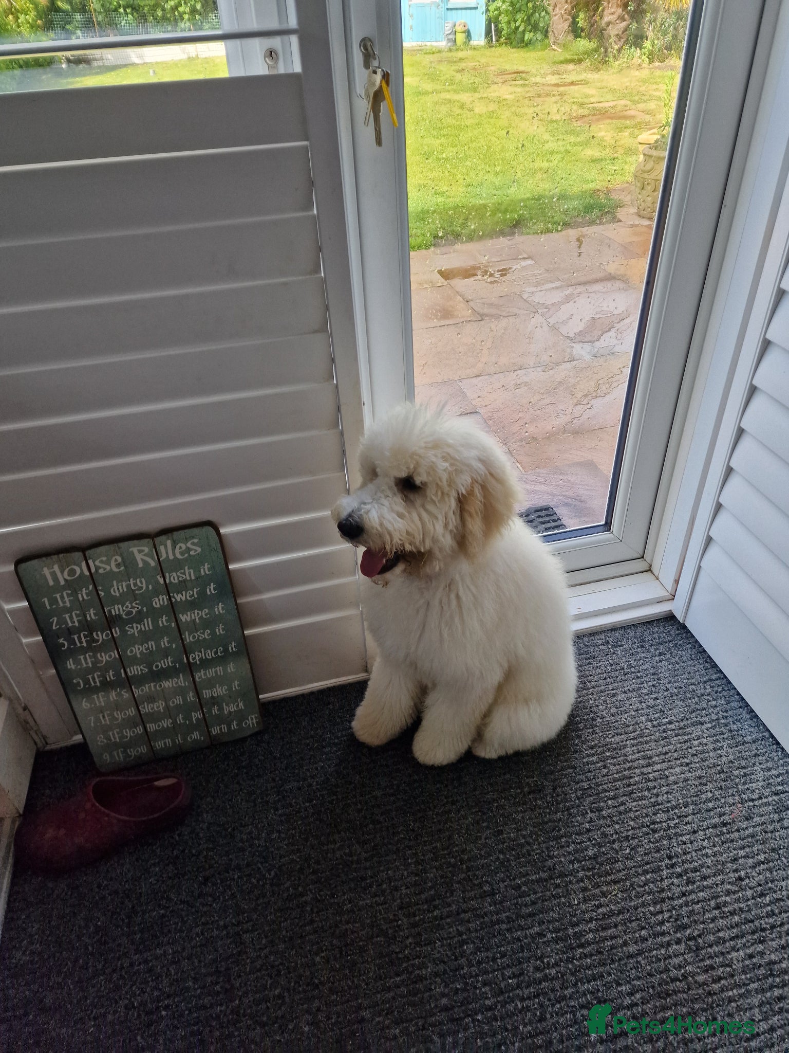 Standard Poodle dogs for stud: Standard White Poodle as stag - Advert 23