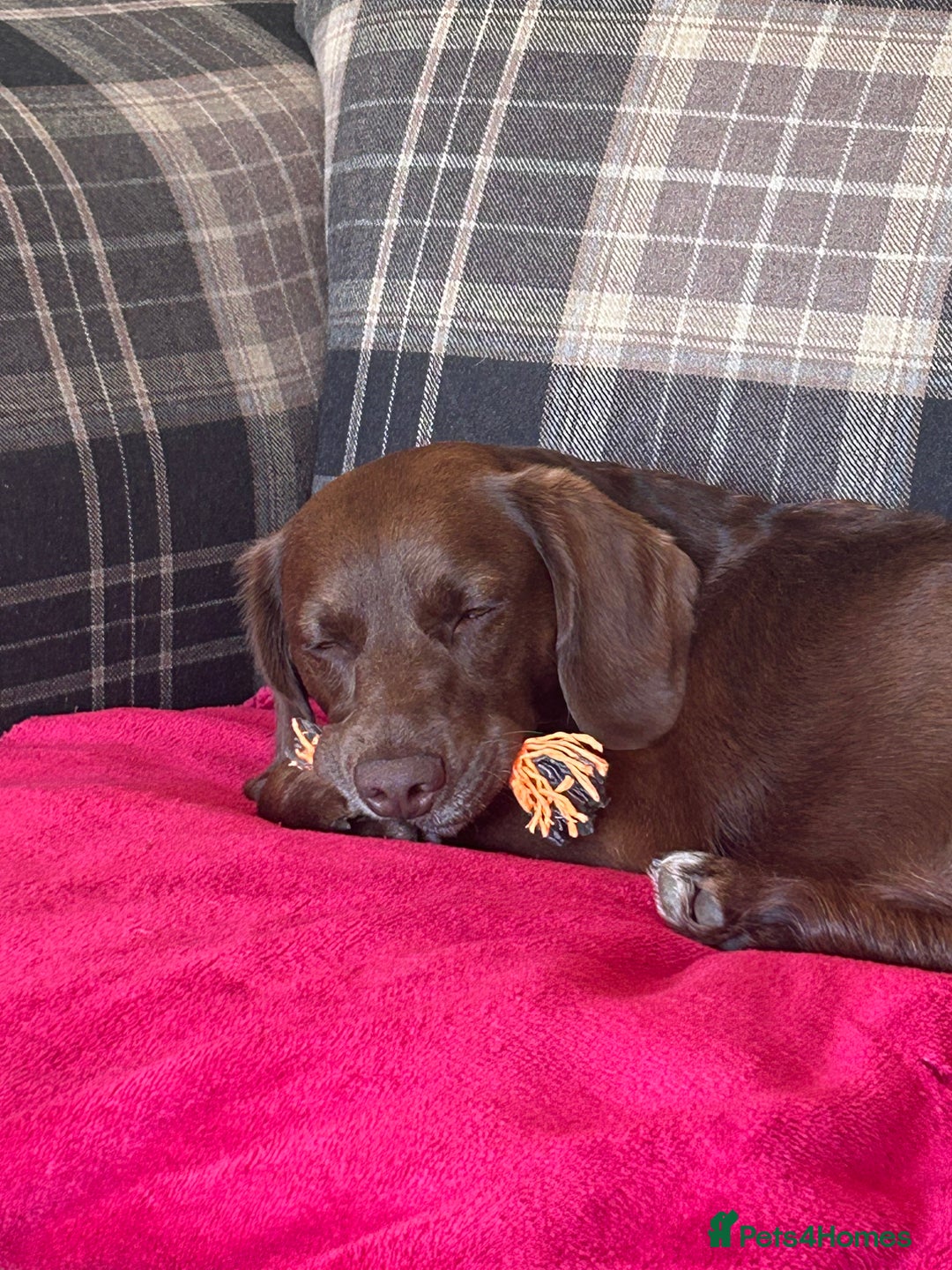 Cockapoo dogs for sale: Beautiful Chocolate Cockapoo Girl  - Image 3