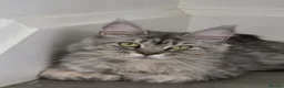Maine Coon cats for sale: Active maine coon  - Advert 2