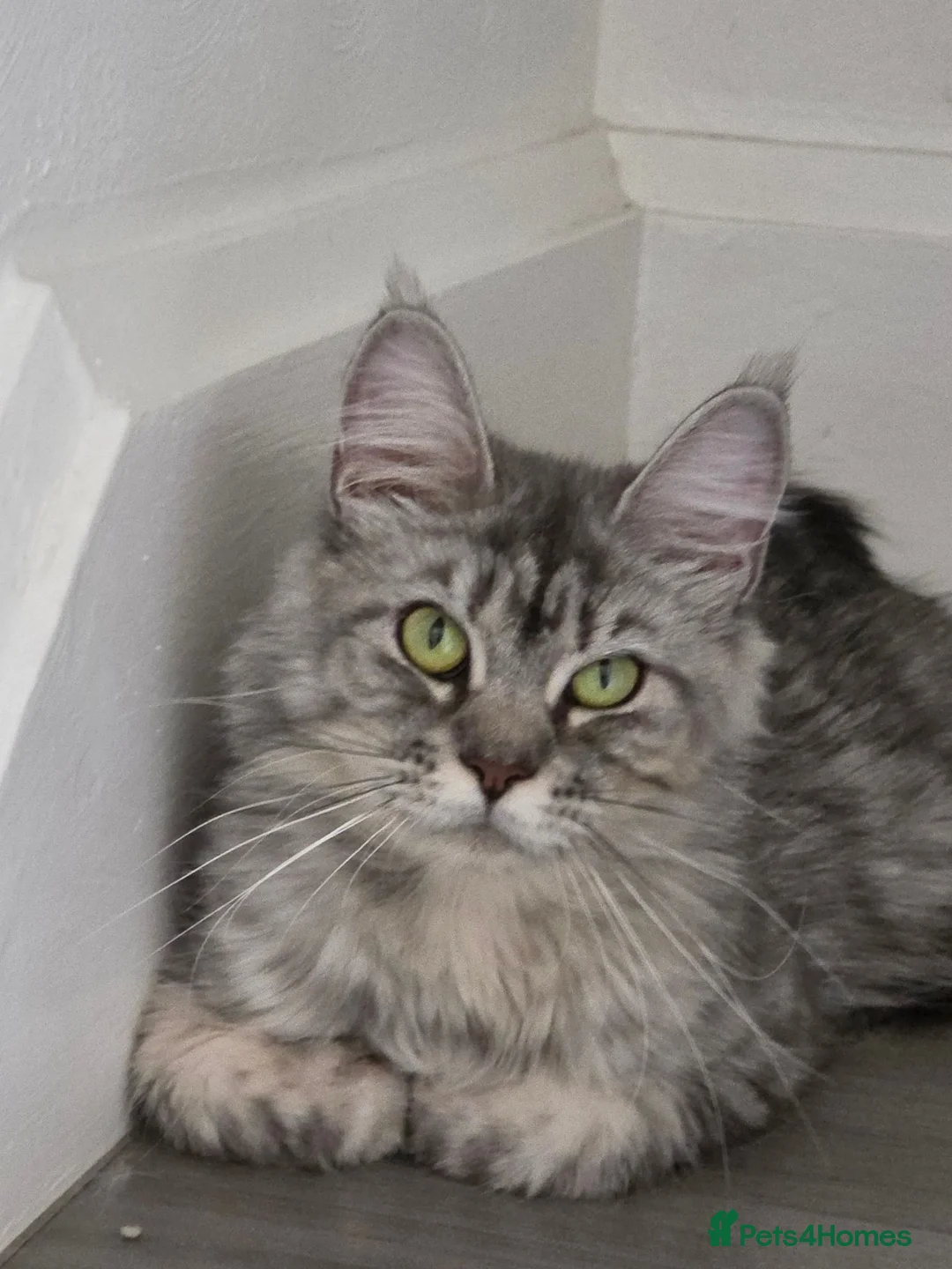Maine Coon cats for sale: Active maine coon  - Advert 2