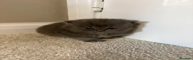 Persian Kitten 2