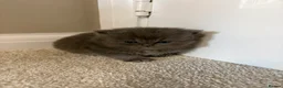Persian cats for sale: British Persians  - Advert 16