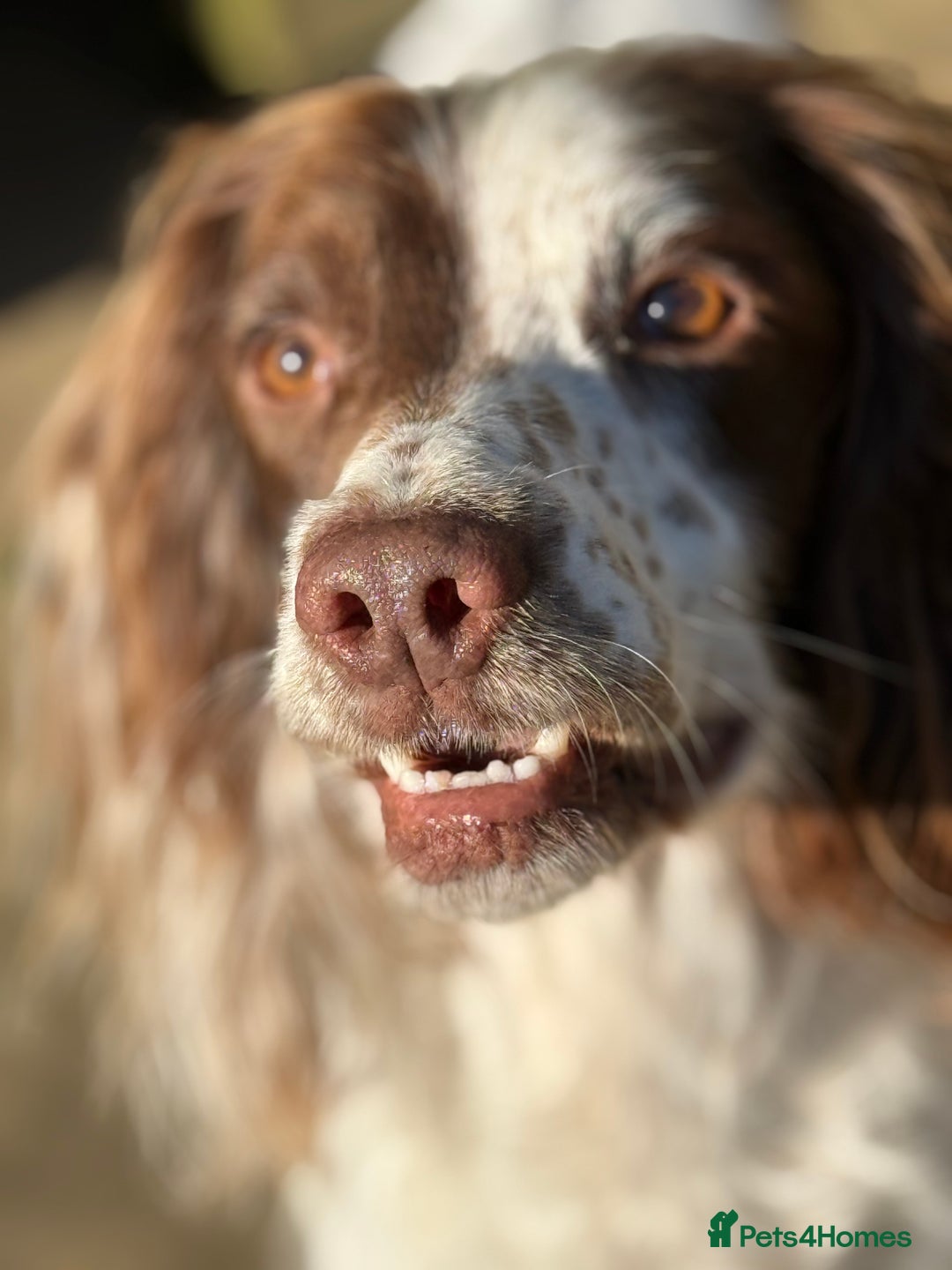 English Springer Spaniel dogs for stud: Standing at Stud Fireside Bramble - Advert 1