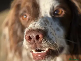 English Springer Spaniel dogs Standing at Stud Fireside Bramble - Advert 5