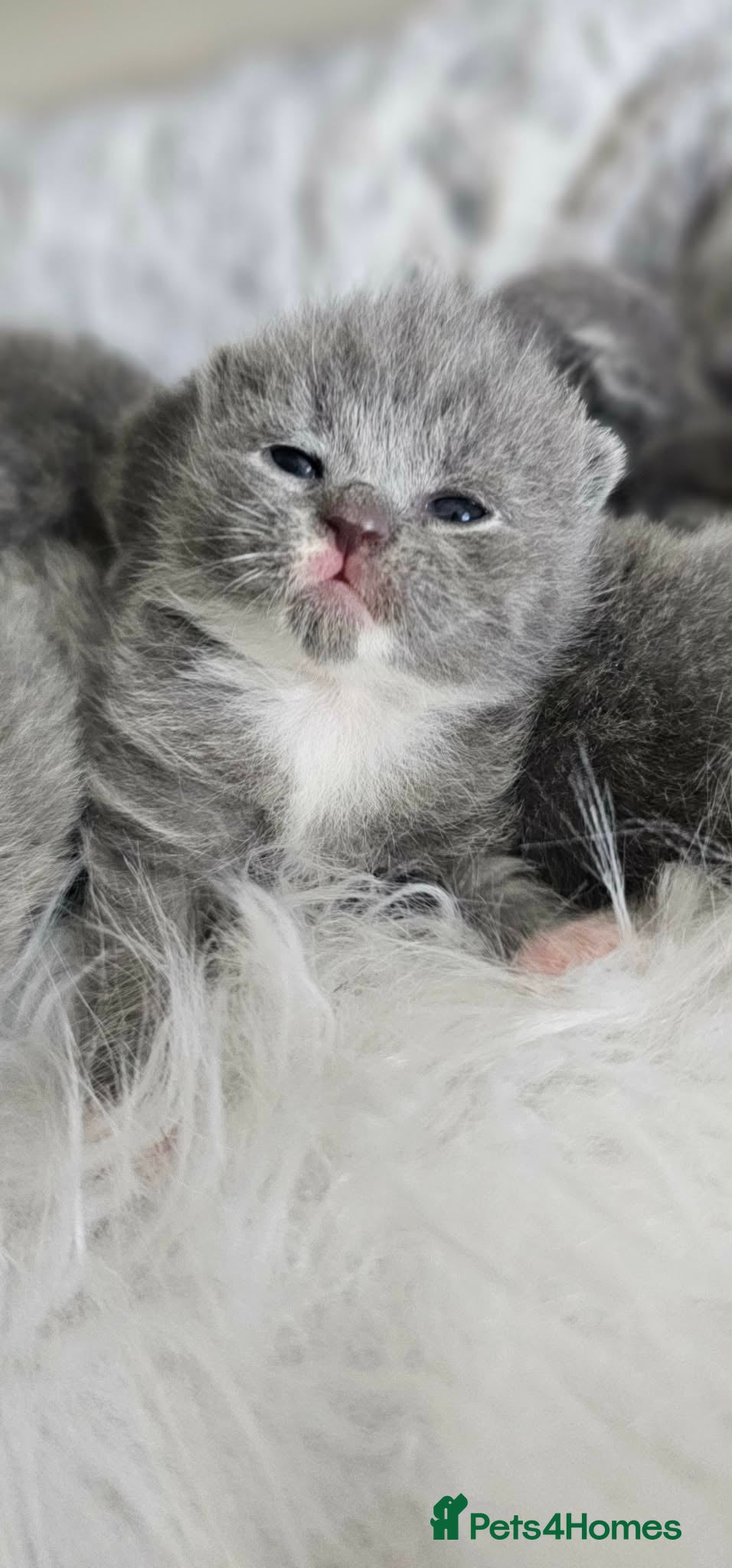 British Shorthair cats High Quality British Shorthair Kittens GCCF - Advert 1