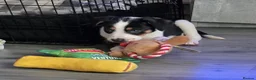 Mixed Breed dogs for sale: Border Collie x Huntaway in Alexandria - Advert 3