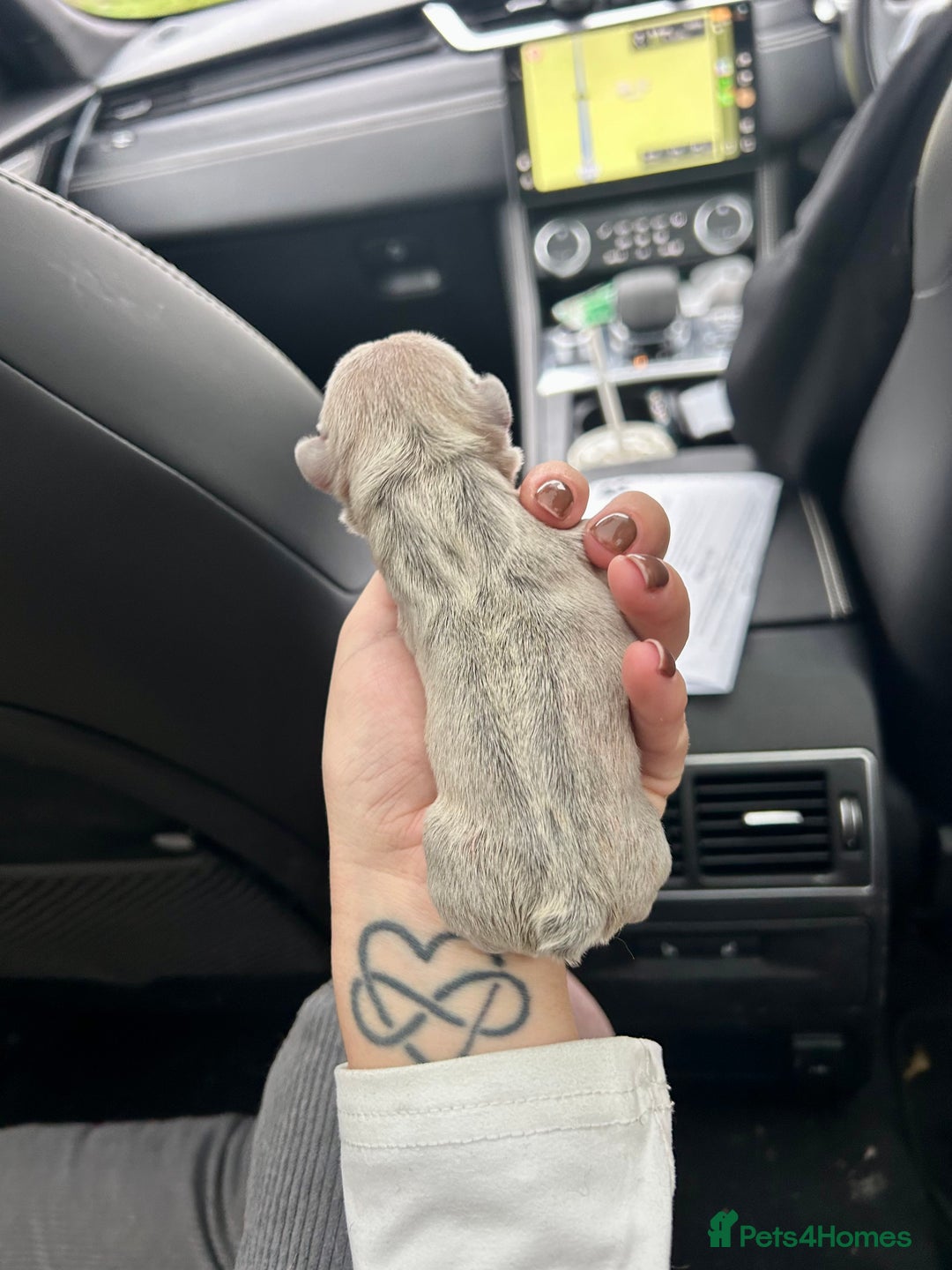 French Bulldog dogs for sale: Multicoloured Frenchies ⭐️ - Image 8