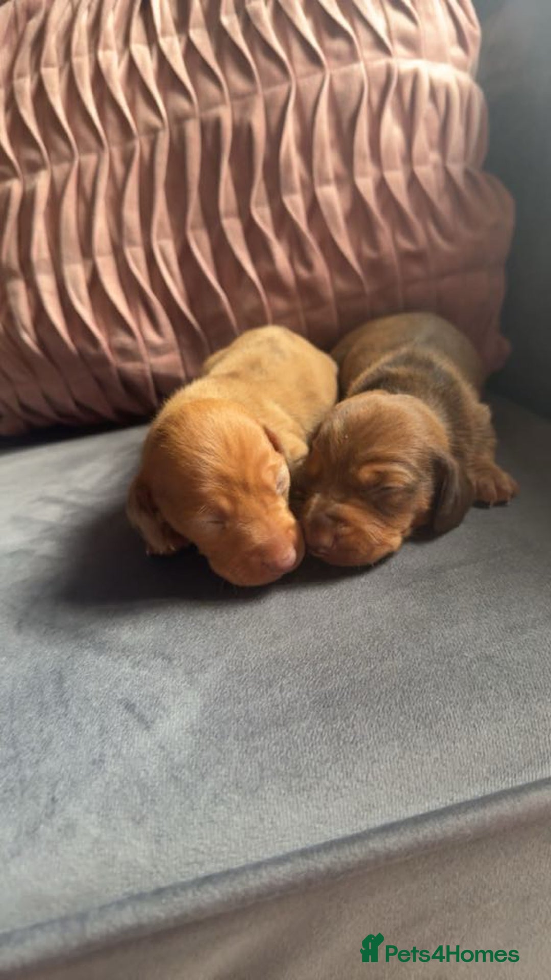 Miniature Dachshund dogs for sale: 3 gorgeous miniature daschunds - Image 6