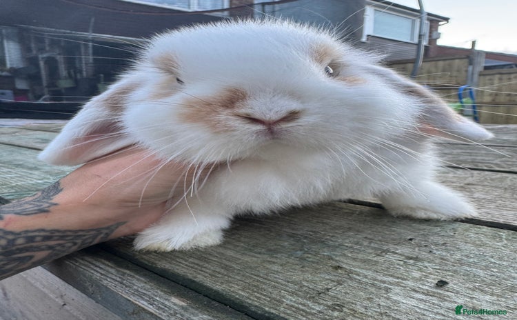Mini Lop rabbits - Advert 8