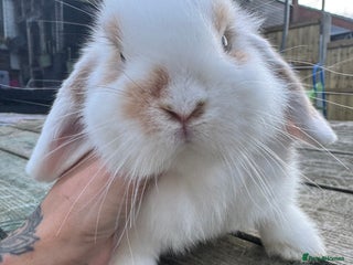 Mini Lop rabbits - Advert 28