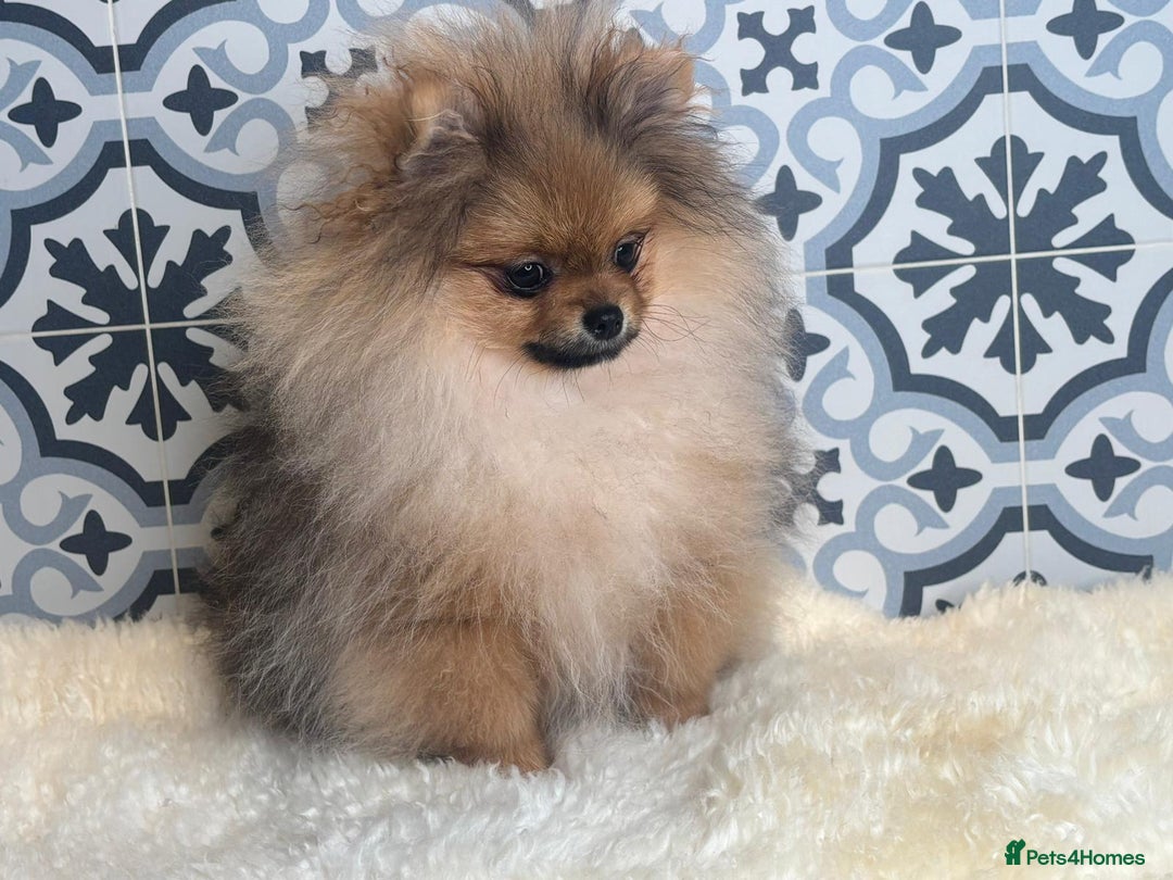 Pomeranian dogs for sale: ❤️Kc teddy bear pom babies ❤️ - Advert 5