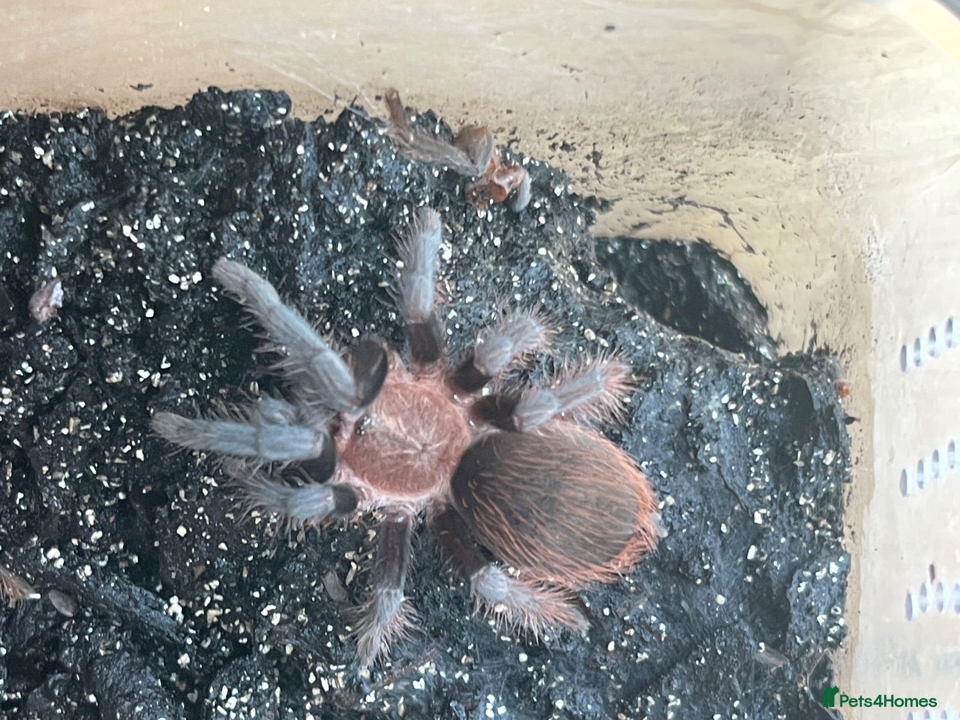 Tarantulas invertebrates Tarantula Juvenile for Sale - Advert 11