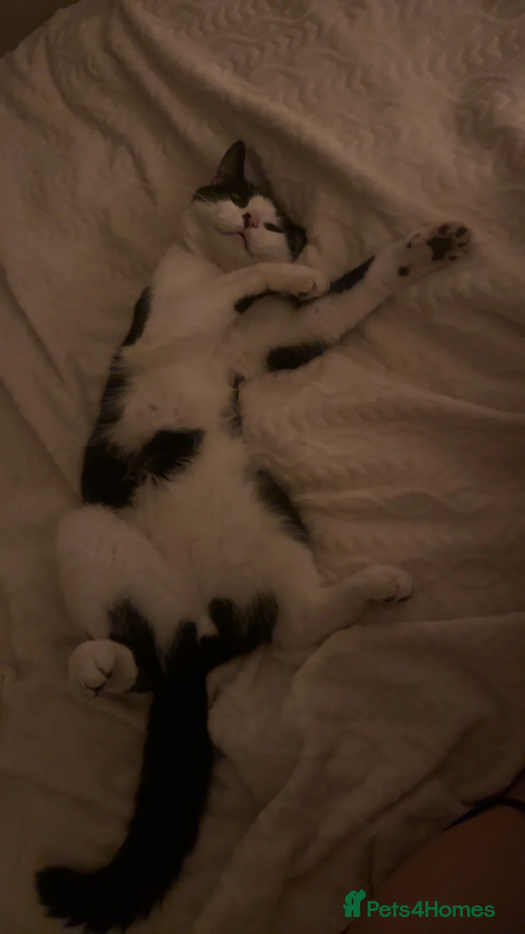 Mixed Breed cats for sale: 1 year old jasper in Cardiff - Advert 2