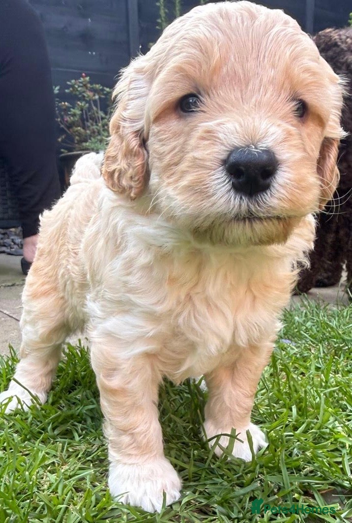 Labradoodle dogs F1B Labradoodle puppies (medium size) - Advert 2