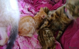 Mixed Breed cats for sale: Six Lovely Brown and Ginger Kittens - Image 14