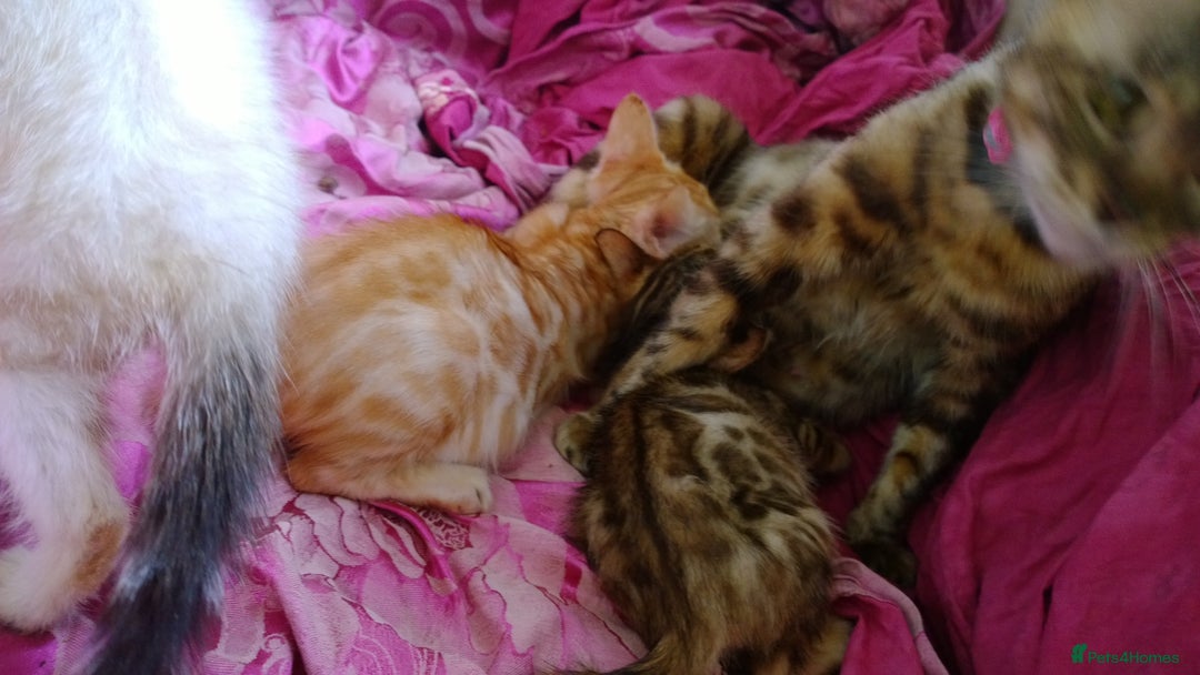 Mixed Breed cats for sale: Six Lovely Brown and Ginger Kittens - Image 14