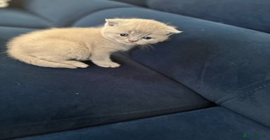 British Shorthair cats - Advert 12