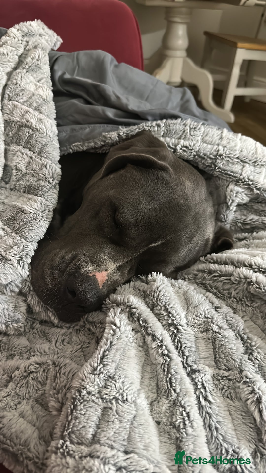 Mastiff dogs for sale: Mastiff dog ( Buddy )  - Advert 14