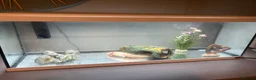 Axolotl reptiles for sale: Axolotl, tank and all accessories  - Advert 7
