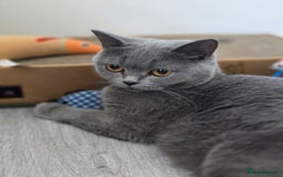 British Shorthair cats for sale: Tica registered British shorthair, ready now! - Image 7
