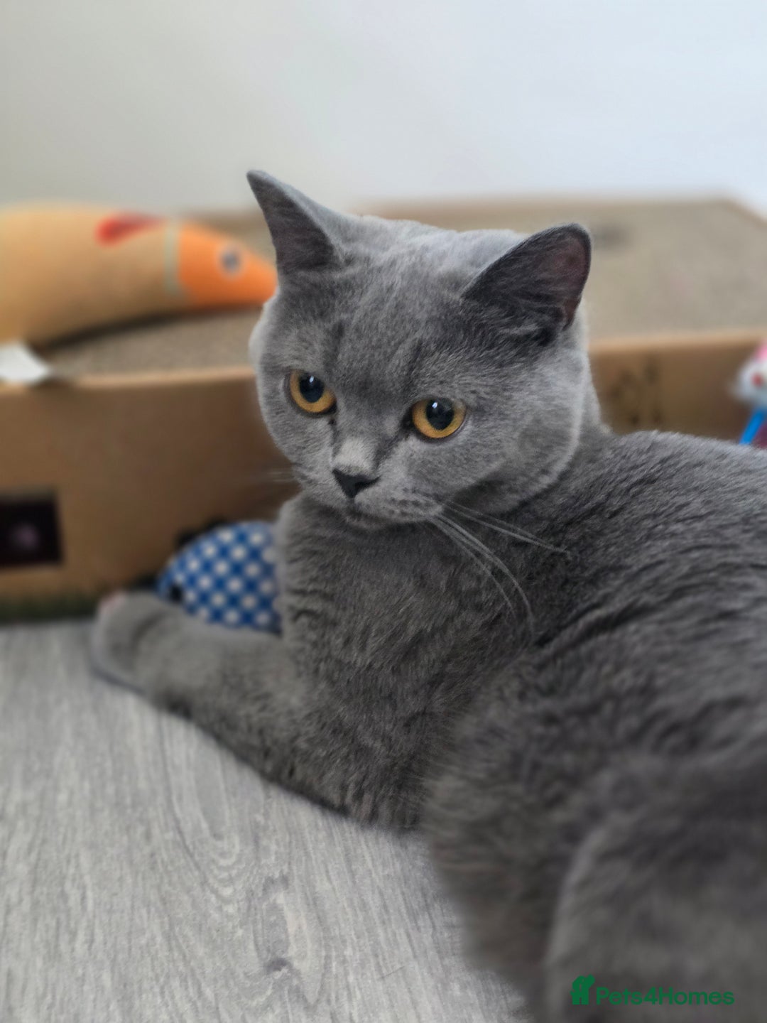 British Shorthair cats for sale: Tica registered British shorthair, ready now! - Image 7