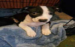 Staffordshire Bull Terrier dogs for sale: From Our Family to Yours - Image 1