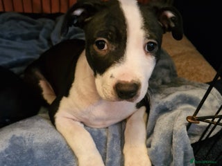 Staffordshire Bull Terrier dogs for sale - Advert 1