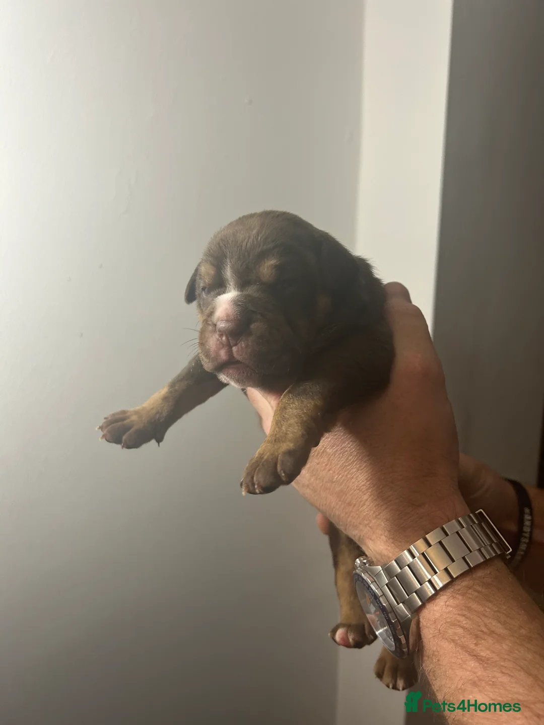 Olde English Bulldogge dogs for sale: 🔥Olde English bulldog puppies 🔥 - Advert 12