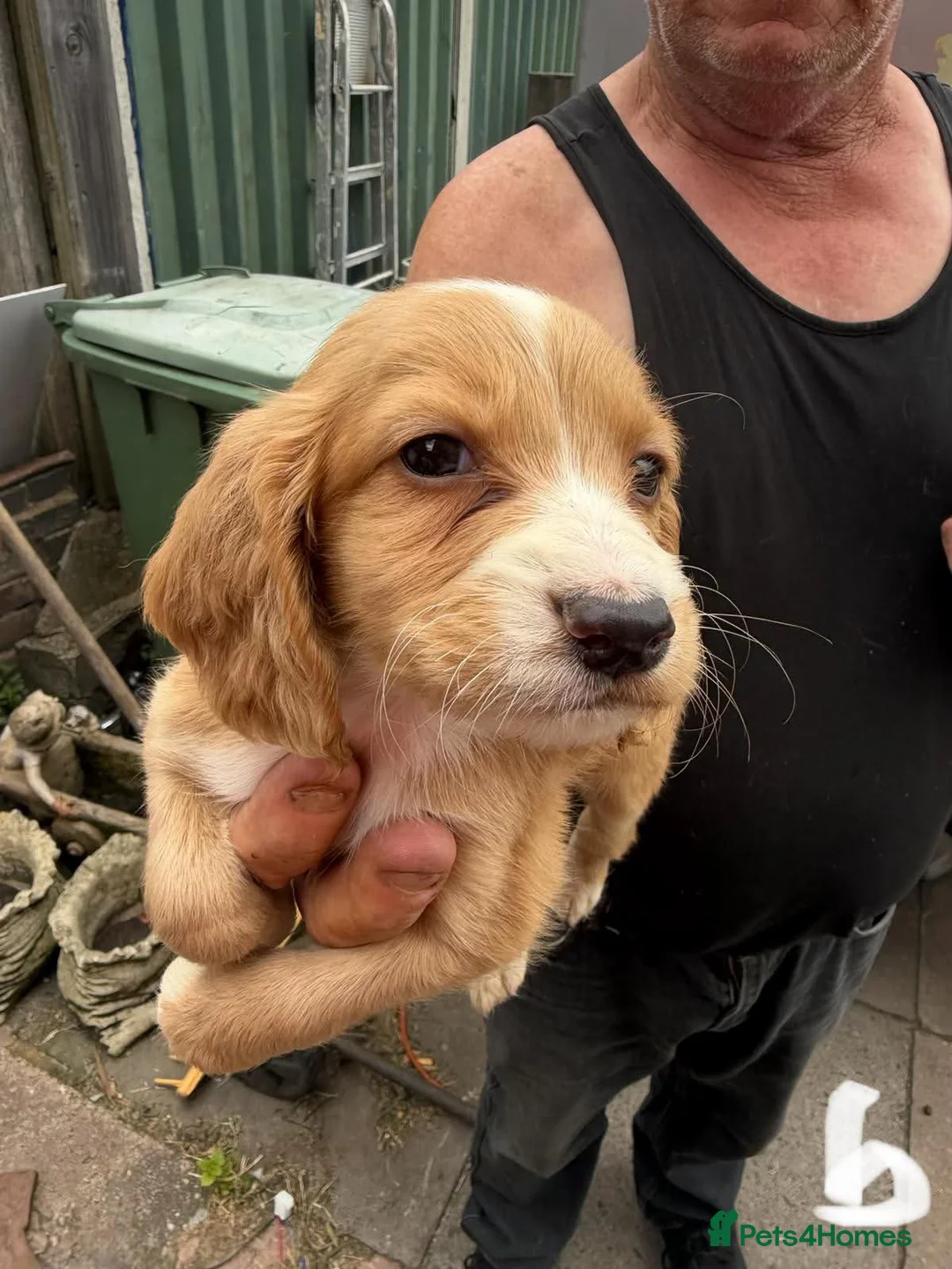 Cocker Spaniel dogs for sale: Spaniel puppies - Advert 7