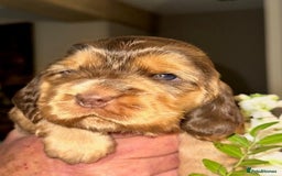 Cocker Spaniel dogs for sale: Stunning Show Cocker Spaniel Puppies - Image 9
