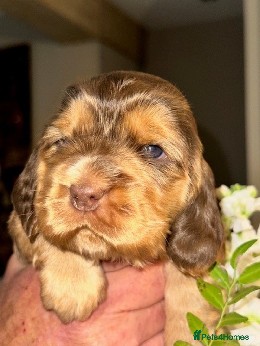 Cocker Spaniel dogs for sale: Stunning Show Cocker Spaniel Puppies - Image 9