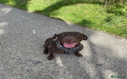 Mixed Breed dogs for sale: Kylo  - Image 3