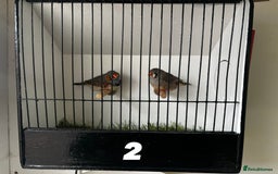 Finches birds for sale: 3 pairs of zebra finches - Image 2