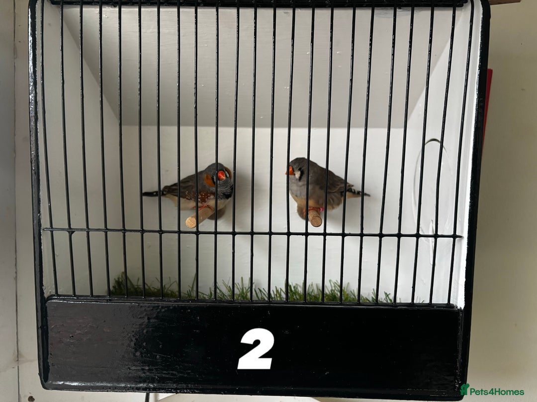 Finches birds for sale: 3 pairs of zebra finches - Image 2