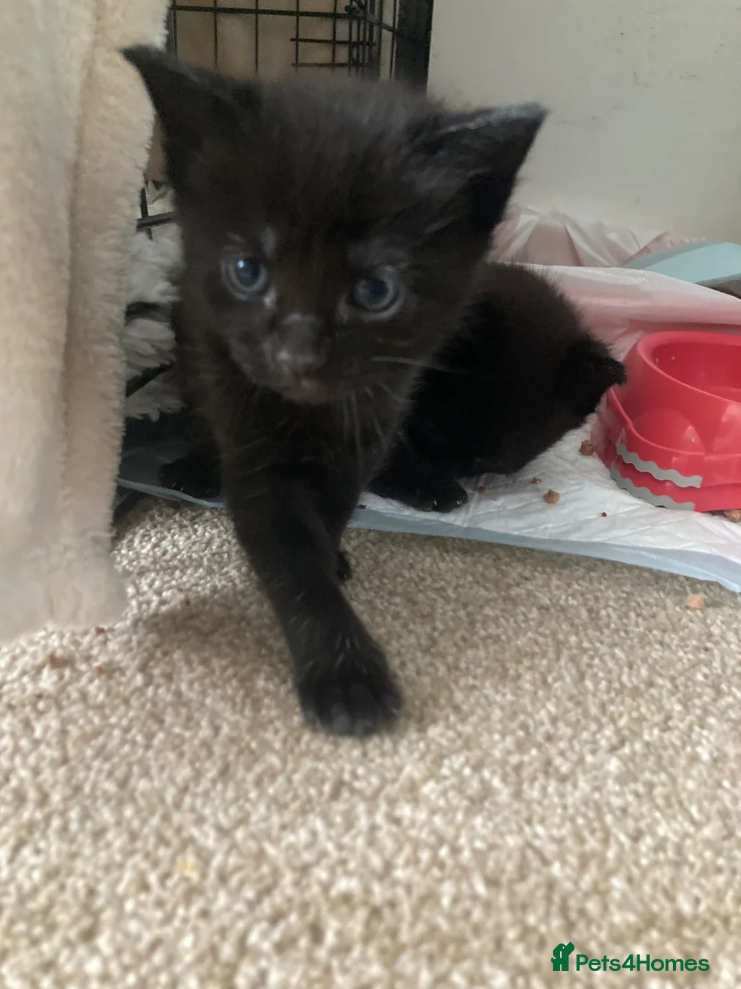 British Shorthair cats for sale: 3 Beautiful Black Female Kittens- Ready in 2 weeks in Margate - Advert 2