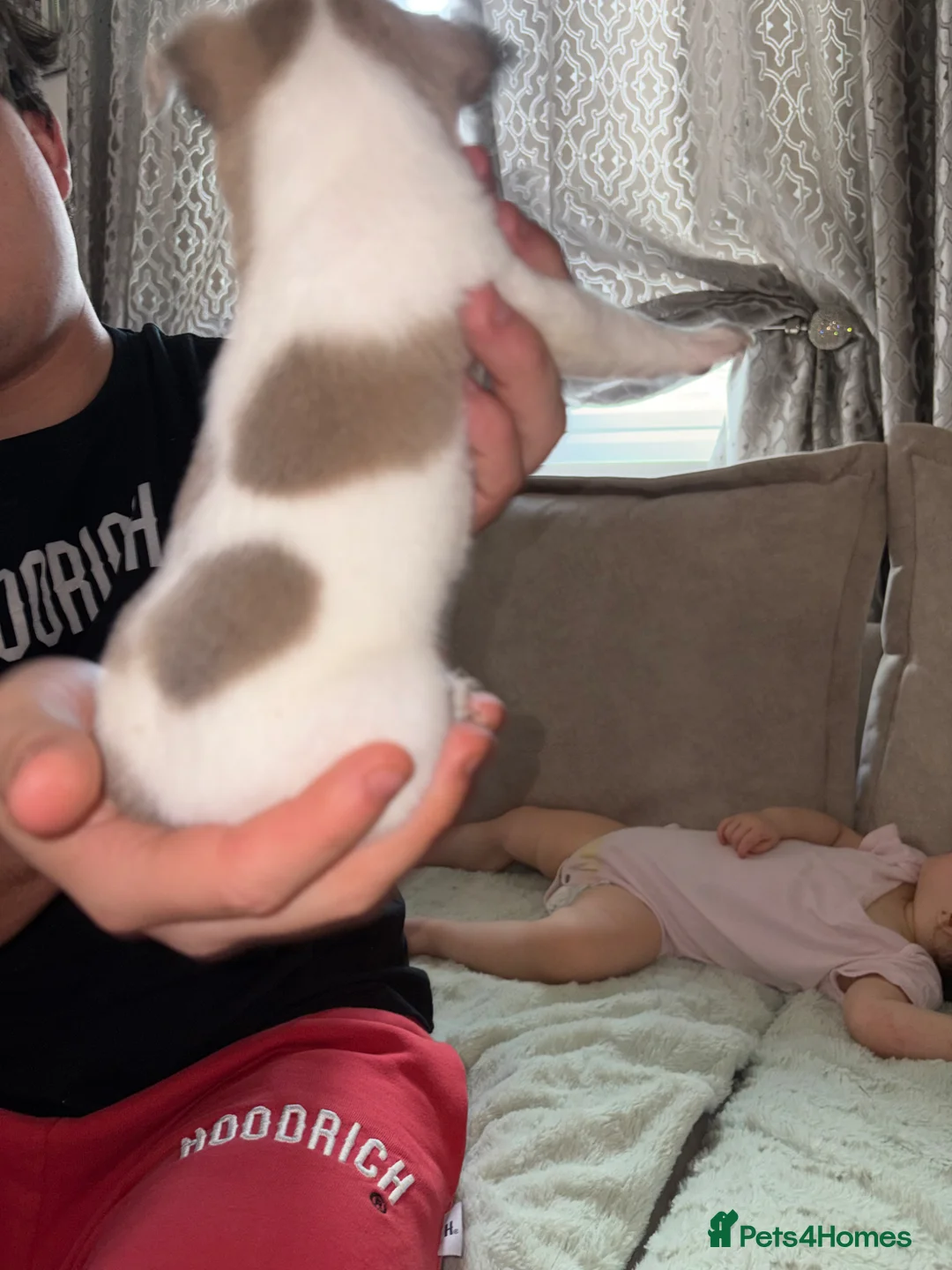 Chihuahua dogs for sale: chihuahua puppies in Bristol - Advert 7