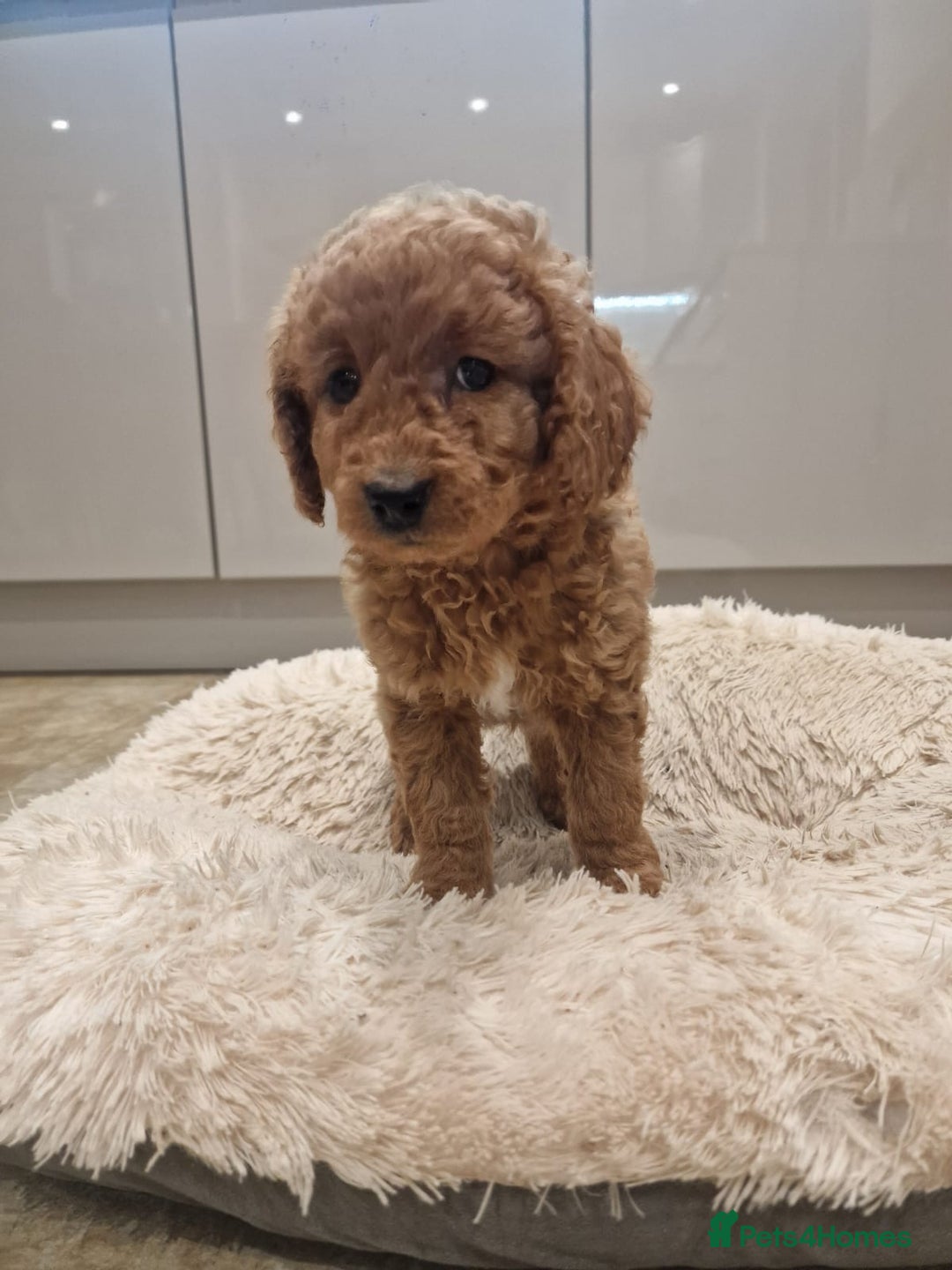 Cockapoo dogs for sale: 3 Gorgeous Apricot Cockapoo Puppies  - Advert 3