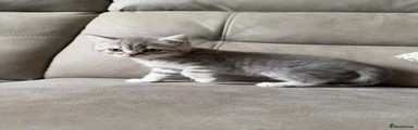 Scottish Fold 5