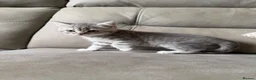 Scottish Fold cats for sale: Beautiful Scottish fold - Advert 17