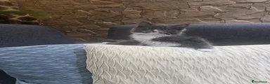 Ragcoon Kitten 2