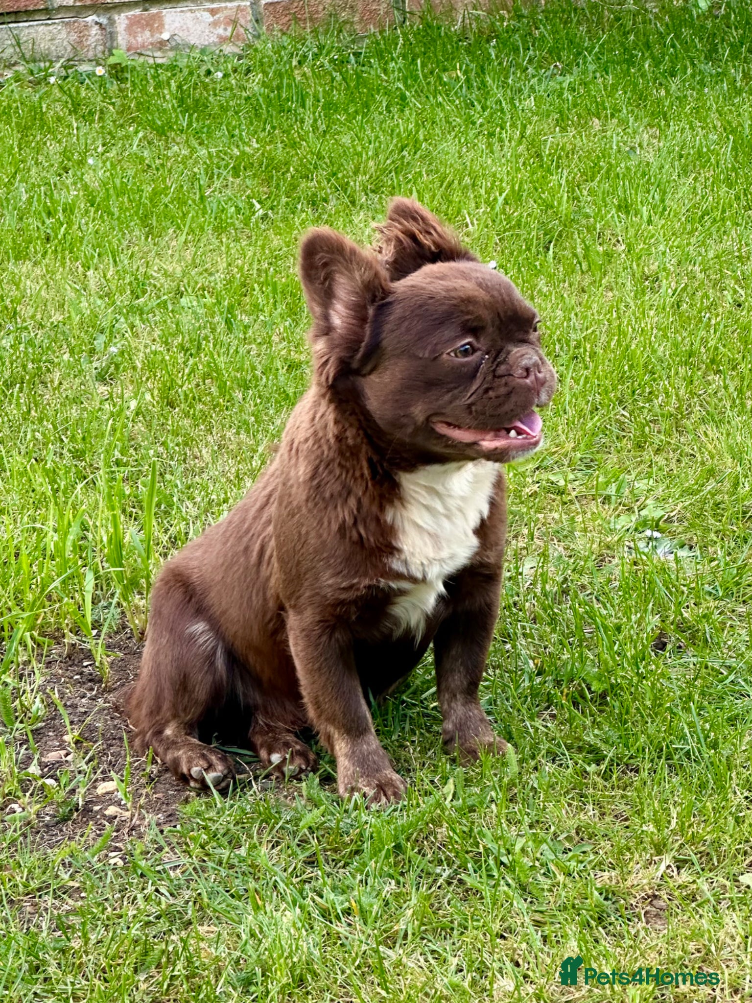 French Bulldog dogs Chocolate male full fluffy with C1 - Advert 17