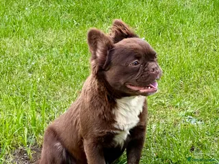 French Bulldog dogs Chocolate male full fluffy with C1 - Advert 17