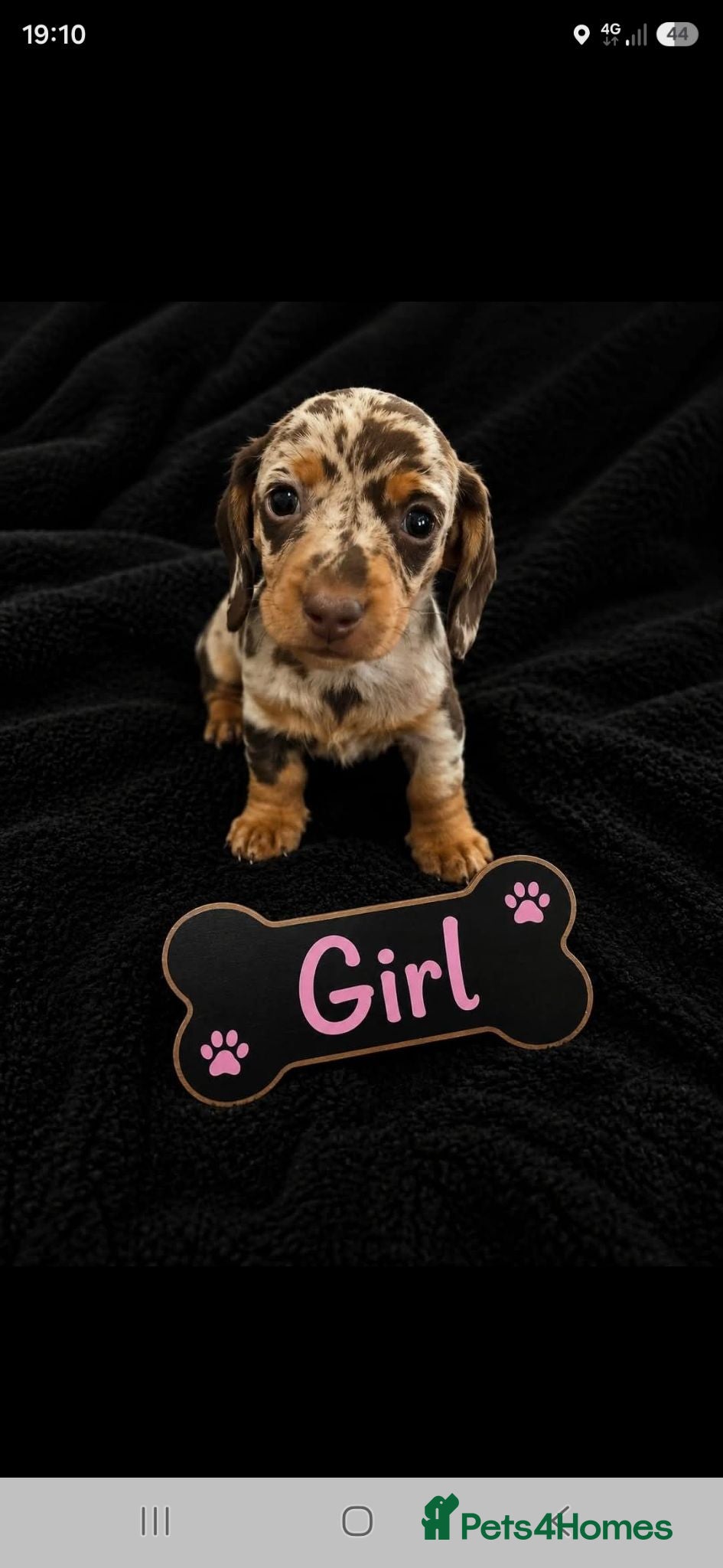 Miniature Dachshund dogs Miniature dachshunds - Advert 2