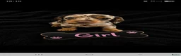 Miniature Dachshund dogs for sale: Miniature dachshunds in Liverpool - Advert 2