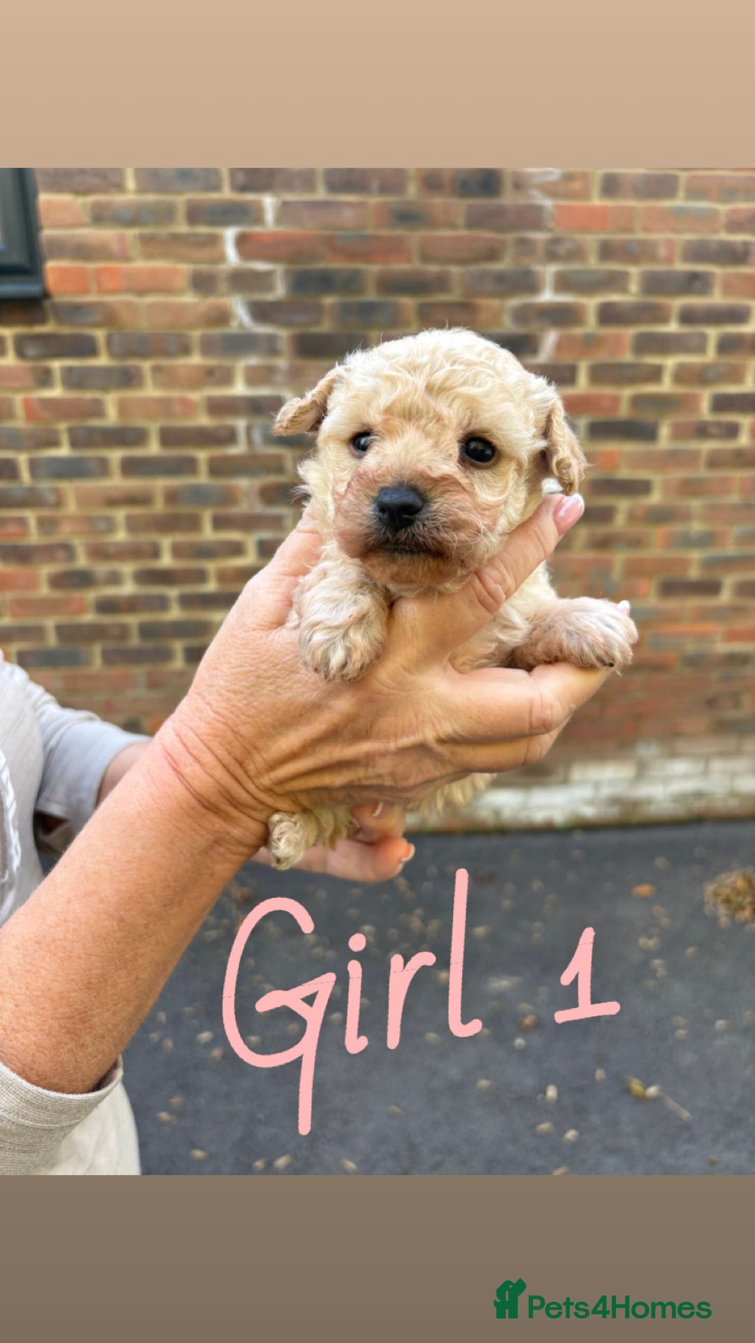 Toy Poodle dogs for sale: Toy Poodle Pups with Lovely Temperaments - Image 2