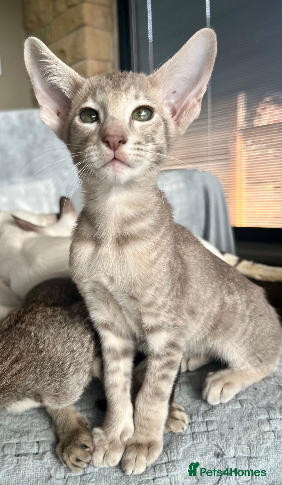 Oriental cats for sale: Outstanding Pedigree Oriental GCCF reg kittens - Advert 24