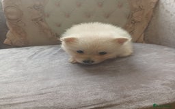 Pomeranian dogs for sale: Pomeranian puppies - Image 7