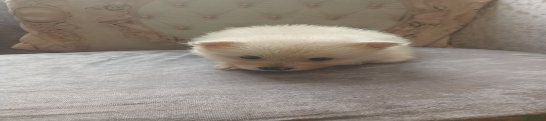 Pomeranian Puppy 4