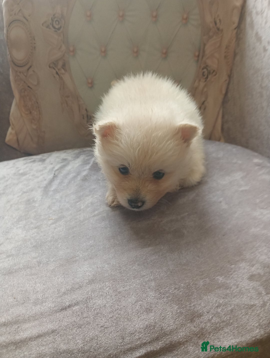 Pomeranian dogs for sale: Pomeranian puppies - Image 7